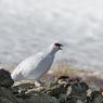 Pernice bianca - Rock Ptarmigan (Lagopus muta)