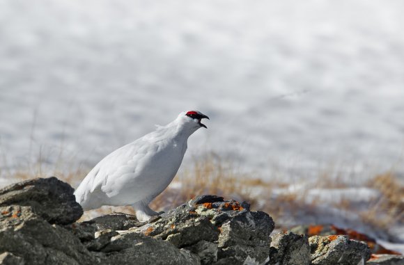 Pernice bianca - Rock Ptarmigan (Lagopus muta)