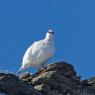 Pernice bianca - Rock Ptarmigan (Lagopus muta)