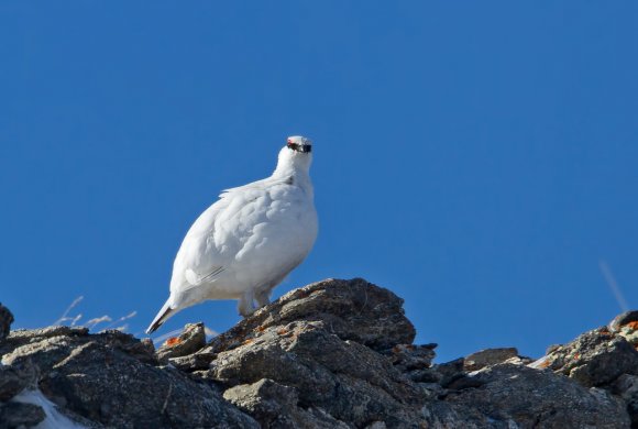 Pernice bianca - Rock Ptarmigan (Lagopus muta)