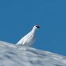 Pernice bianca - Rock Ptarmigan (Lagopus muta)