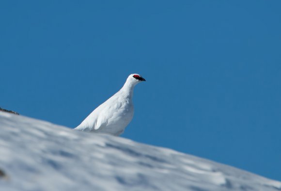 Pernice bianca - Rock Ptarmigan (Lagopus muta)