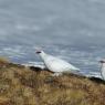 Pernice bianca - Rock Ptarmigan (Lagopus muta)