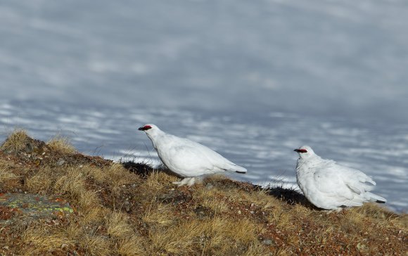 Pernice bianca - Rock Ptarmigan (Lagopus muta)