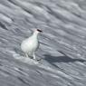 Pernice bianca - Rock Ptarmigan (Lagopus muta)