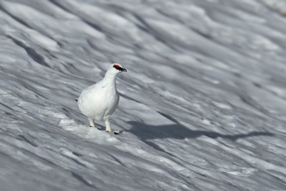 Pernice bianca - Rock Ptarmigan (Lagopus muta)