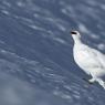 Pernice bianca - Rock Ptarmigan (Lagopus muta)