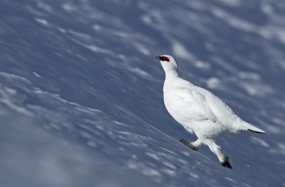 Pernice bianca - Rock Ptarmigan (Lagopus muta)