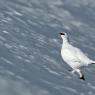 Pernice bianca - Rock Ptarmigan (Lagopus muta)