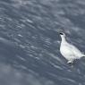 Pernice bianca - Rock Ptarmigan (Lagopus muta)