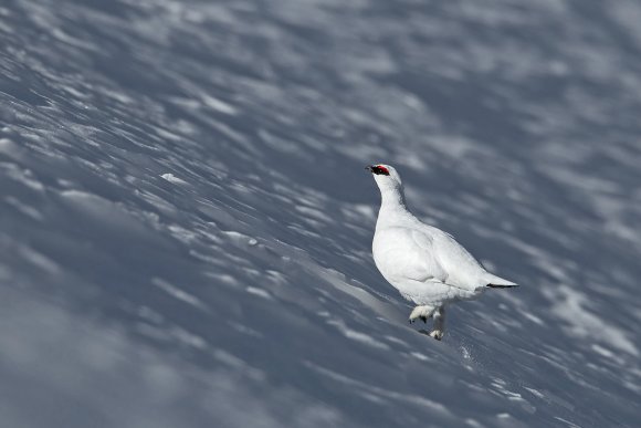 Pernice bianca - Rock Ptarmigan (Lagopus muta)