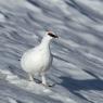 Pernice bianca - Rock Ptarmigan (Lagopus muta)