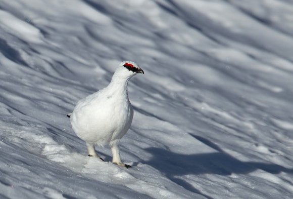 Pernice bianca - Rock Ptarmigan (Lagopus muta)