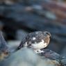 Pernice bianca - Rock Ptarmigan (Lagopus muta)