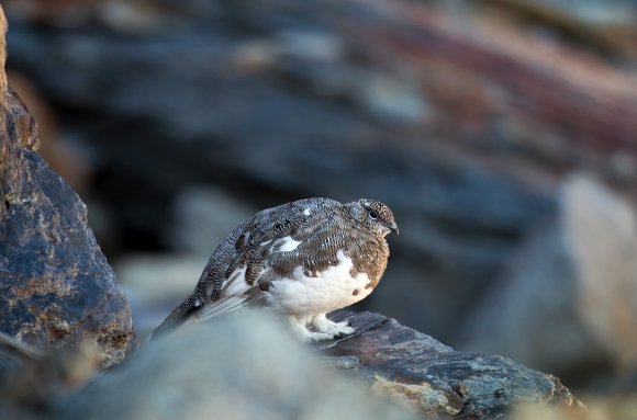 Pernice bianca - Rock Ptarmigan (Lagopus muta)