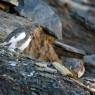 Pernice bianca - Rock Ptarmigan (Lagopus muta)