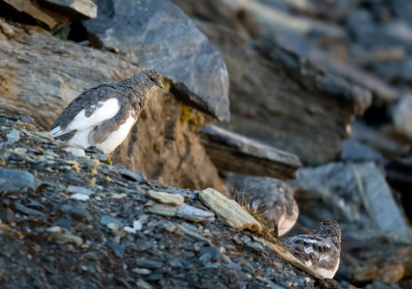 Pernice bianca - Rock Ptarmigan (Lagopus muta)