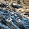 Pernice bianca - Rock Ptarmigan (Lagopus muta)