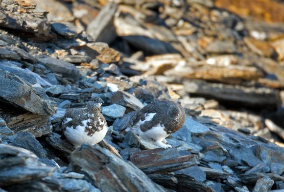 Pernice bianca - Rock Ptarmigan (Lagopus muta)