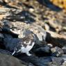 Pernice bianca - Rock Ptarmigan (Lagopus muta)