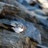 Pernice bianca - Rock Ptarmigan (Lagopus muta)