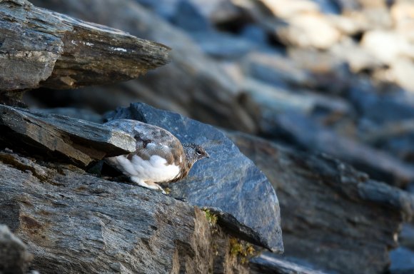 Pernice bianca - Rock Ptarmigan (Lagopus muta)