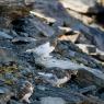 Pernice bianca - Rock Ptarmigan (Lagopus muta)