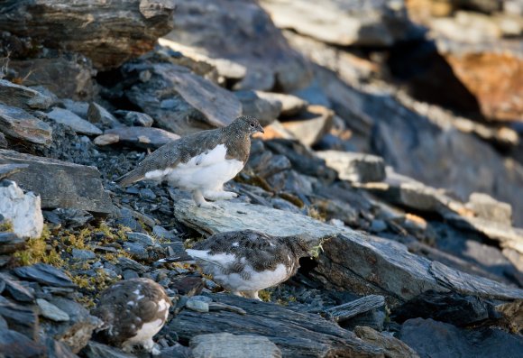 Pernice bianca - Rock Ptarmigan (Lagopus muta)