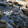 Pernice bianca - Rock Ptarmigan (Lagopus muta)