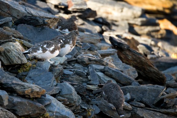 Pernice bianca - Rock Ptarmigan (Lagopus muta)