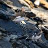 Pernice bianca - Rock Ptarmigan (Lagopus muta)