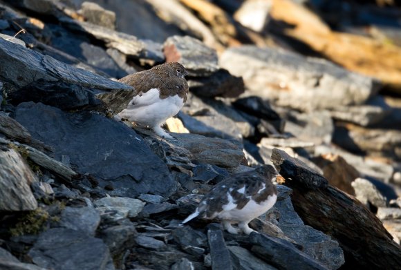 Pernice bianca - Rock Ptarmigan (Lagopus muta)