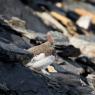 Pernice bianca - Rock Ptarmigan (Lagopus muta)