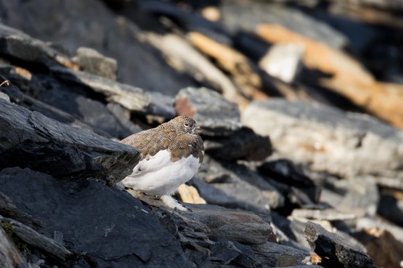 Pernice bianca - Rock Ptarmigan (Lagopus muta)