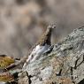 Pernice bianca - Rock Ptarmigan (Lagopus muta)