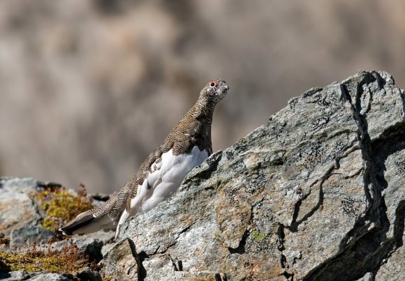 Pernice bianca - Rock Ptarmigan (Lagopus muta)