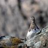 Pernice bianca - Rock Ptarmigan (Lagopus muta)