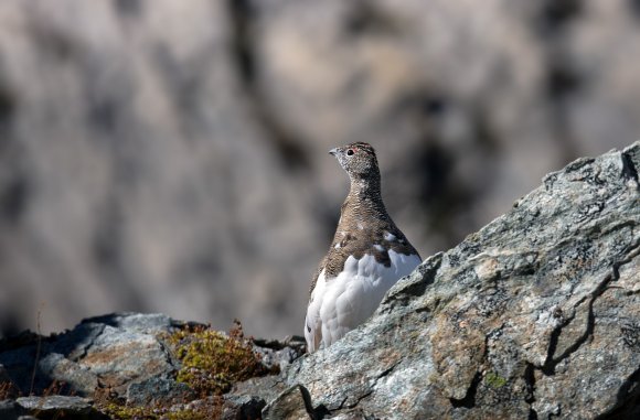 Pernice bianca - Rock Ptarmigan (Lagopus muta)