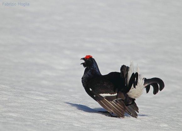 Gallo Forcello - Black Grouse (Tetrao tetrix)