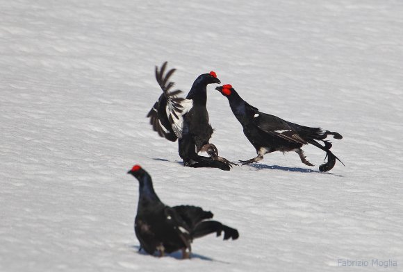 Gallo Forcello - Black Grouse (Tetrao tetrix)