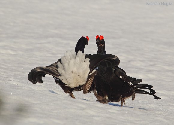 Gallo Forcello - Black Grouse (Tetrao tetrix)