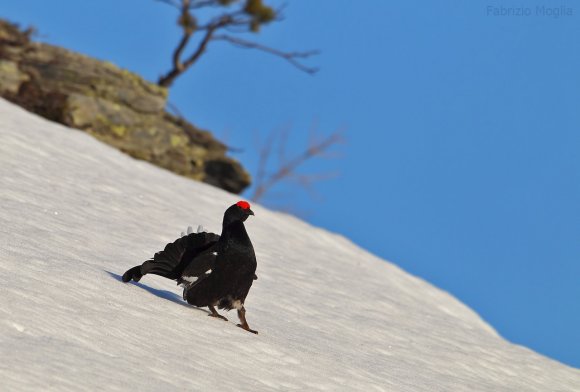 Gallo Forcello - Black Grouse (Tetrao tetrix)