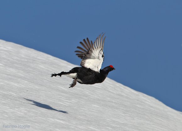 Gallo Forcello - Black Grouse (Tetrao tetrix)