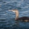 Strolaga minore - Red-throated diver (Gavia stellata)