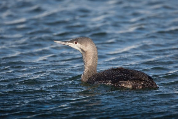 Strolaga minore - Red-throated diver (Gavia stellata)