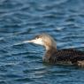 Strolaga minore - Red-throated diver (Gavia stellata)