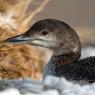 Strolaga maggiore - Great northern loon (Gavia immer)