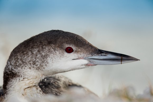 Strolaga maggiore - Great northern loon (Gavia immer)