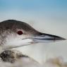 Strolaga maggiore - Great northern loon (Gavia immer)