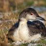 Strolaga maggiore - Great northern loon (Gavia immer)